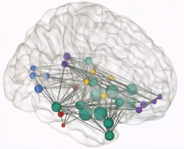 Brain connectivity